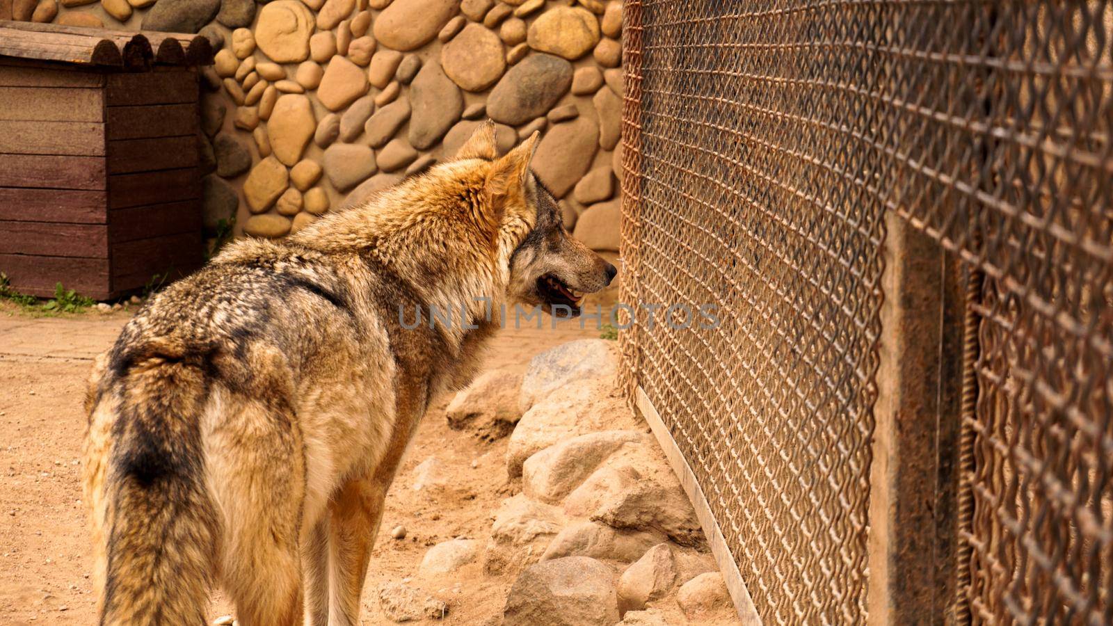 A lone wolf in a zoo cage. Keeping wild animals in captivity. The wild wolf looks at the cage