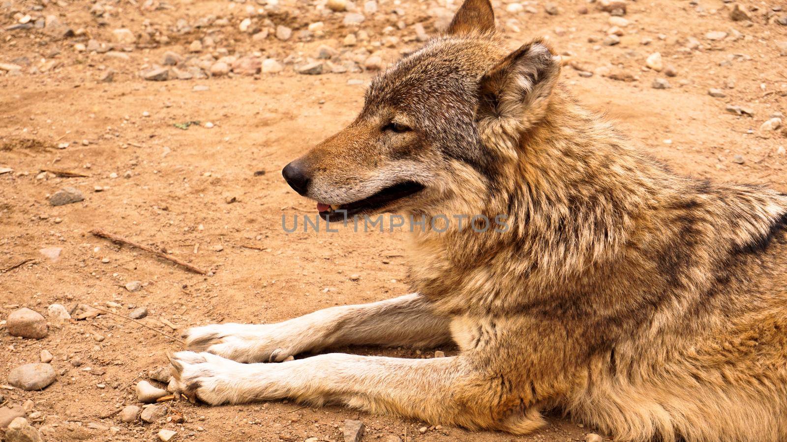 The wild wolf lies and looks into the distance. Wild animals and zoos concept