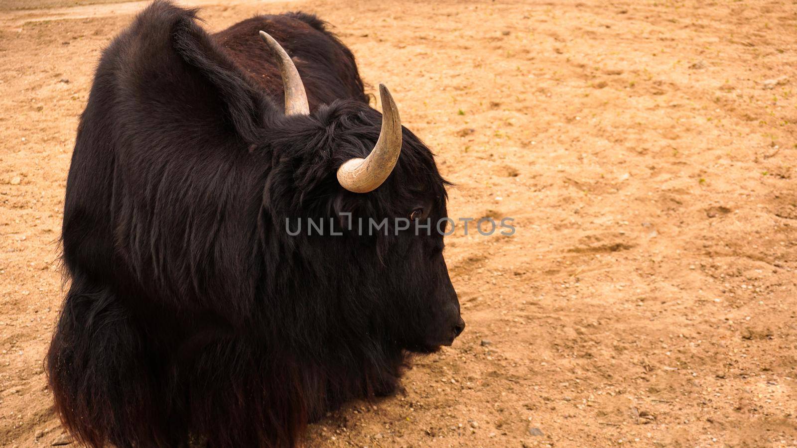 Black domestic yak bull. Himalayan animal. Sand on the background, place for text. Farming, animal husbandry or zoo concept