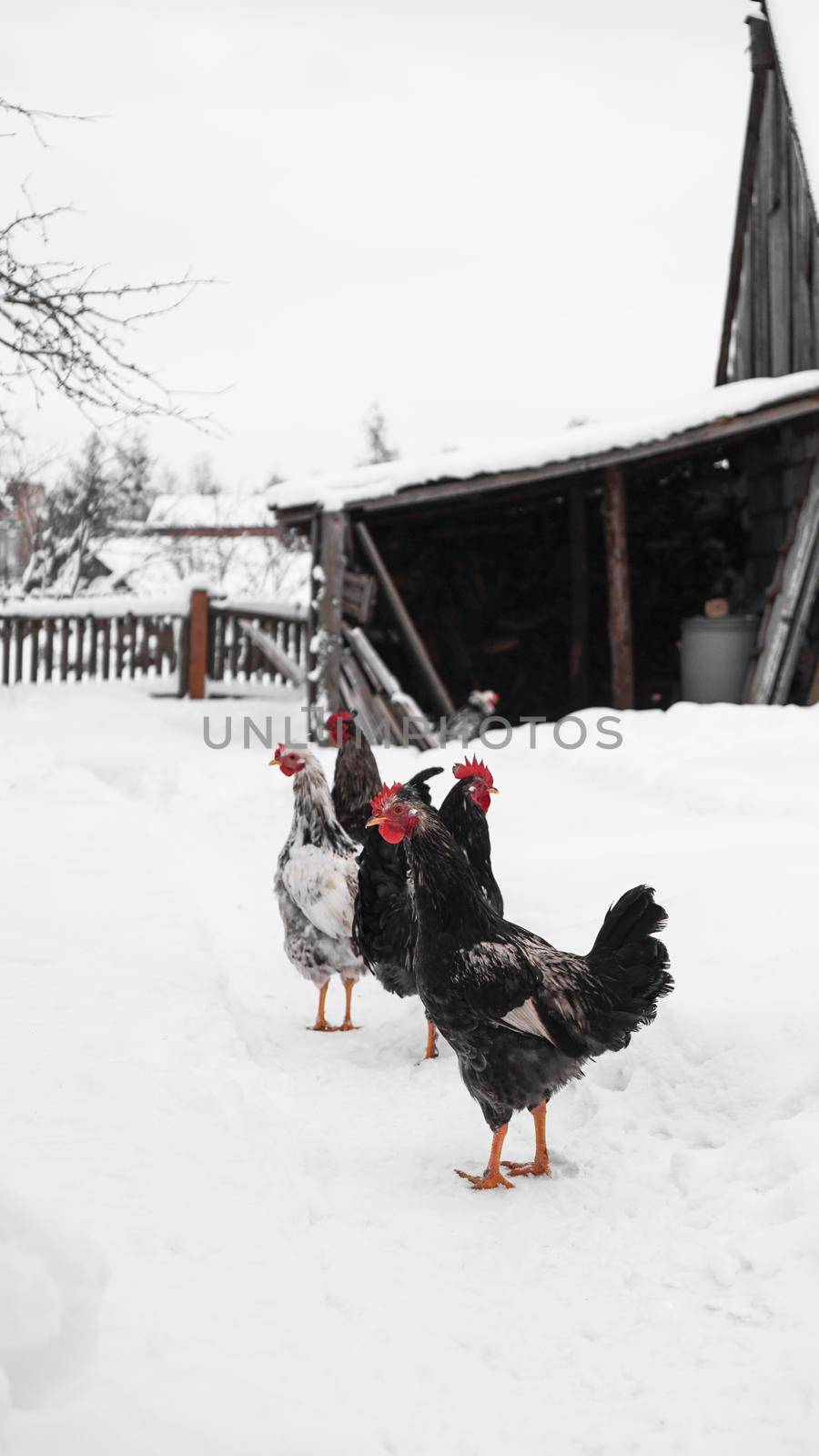 Roosters on a winter background. Photo in the countryside. Farm concept by natali_brill