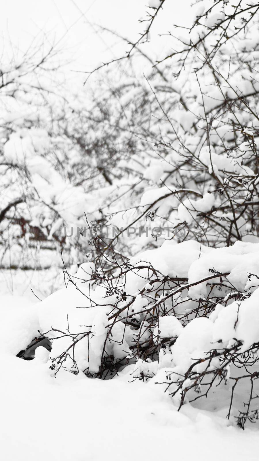 Branches of young apple tree under snow in sunny frosty morning, fence in the background