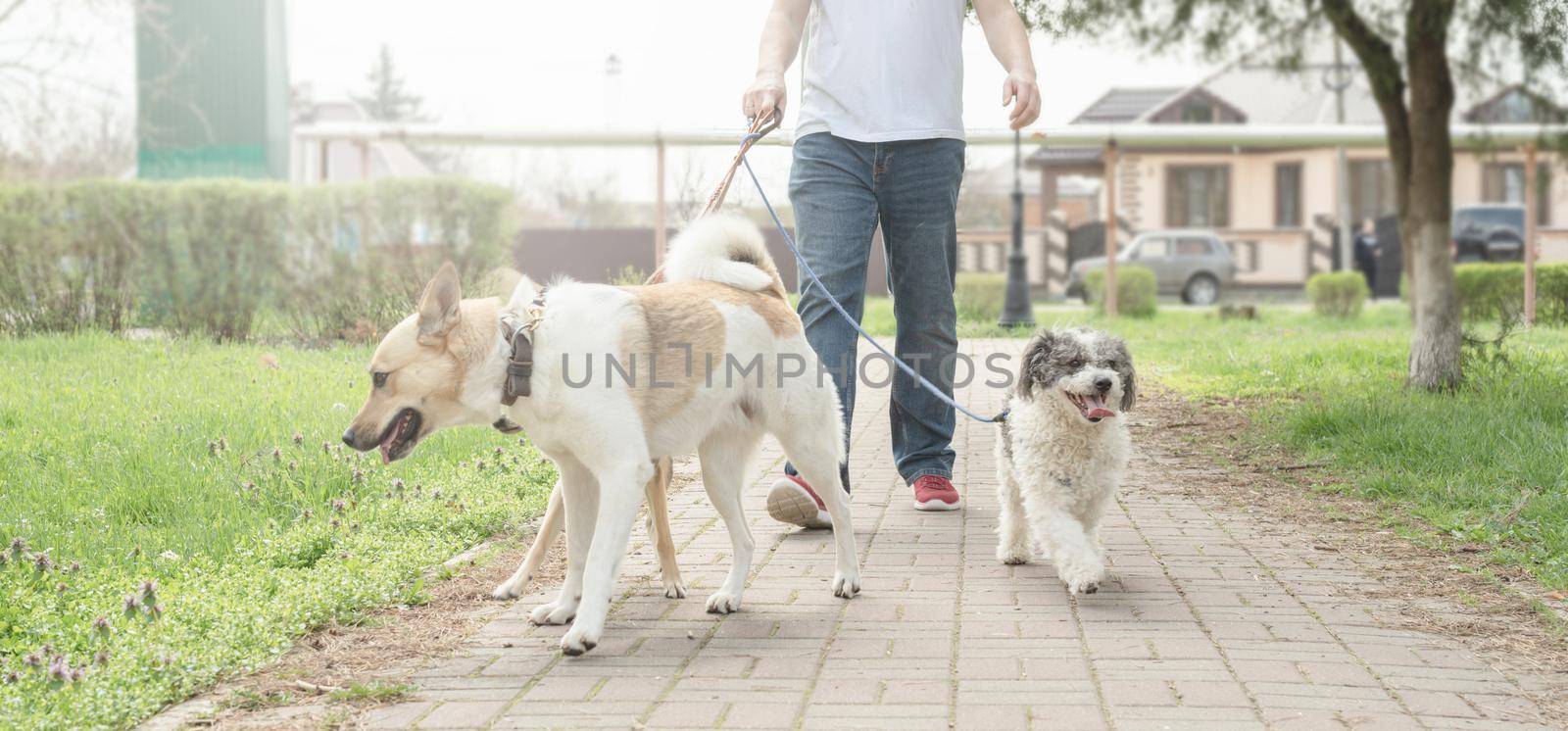 Pet care. Professional male dog walker walking a pack of dogs on park trail