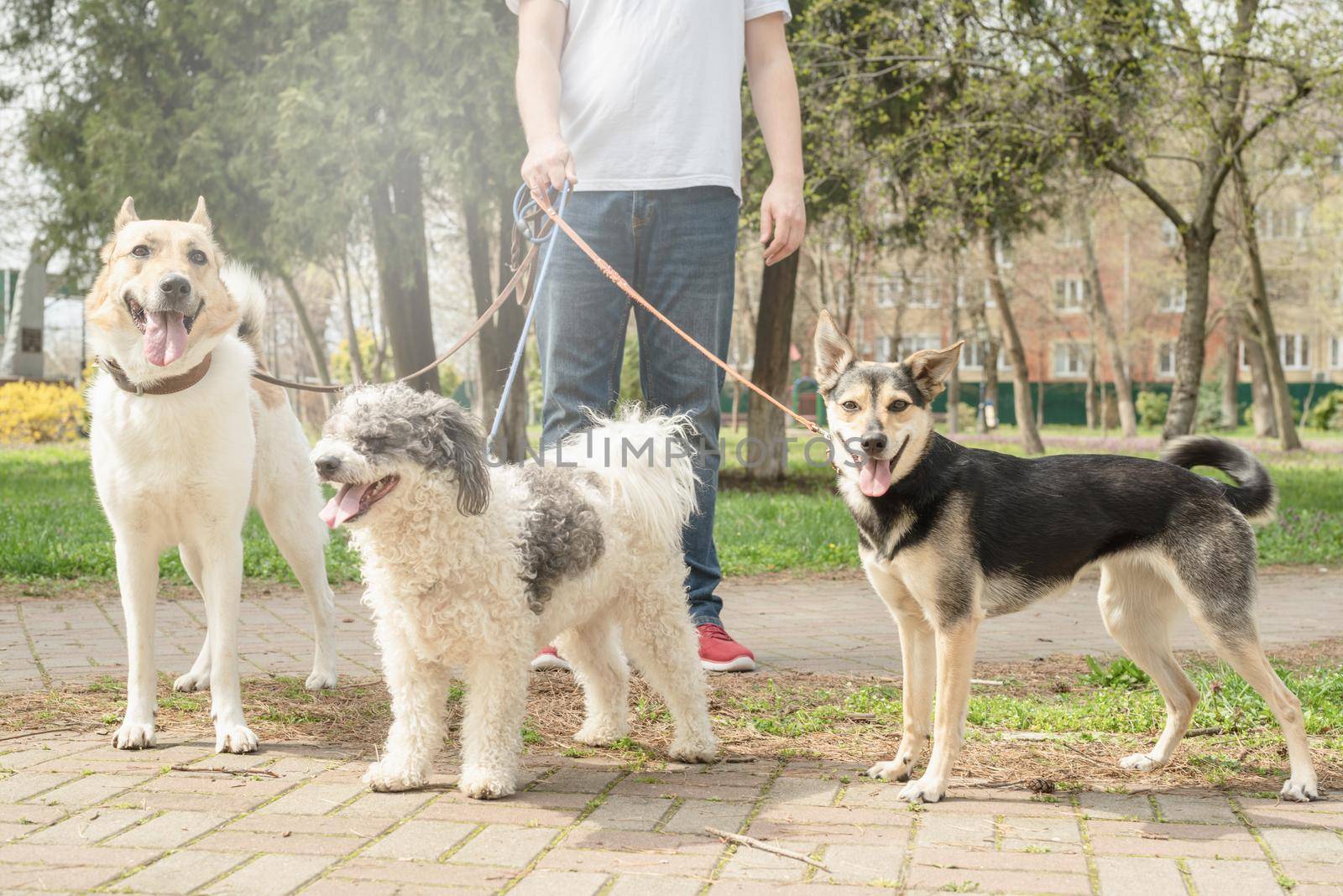 Professional male dog walker walking a pack of dogs on park trail by Desperada