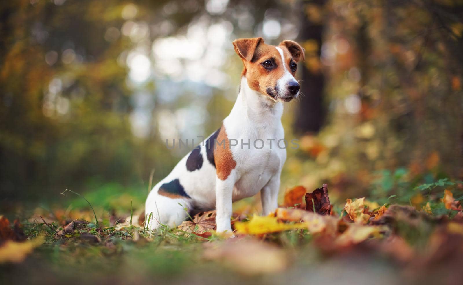 Small Jack Russell terrier dog sitting on brown leaves, nice blurred bokeh autumn background by Ivanko