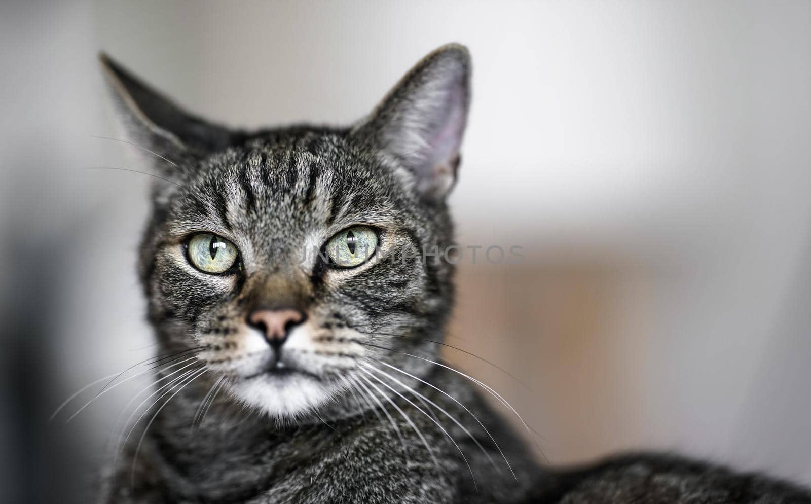 Gray brown tabby cat looking curiously, closeup detail on his head.