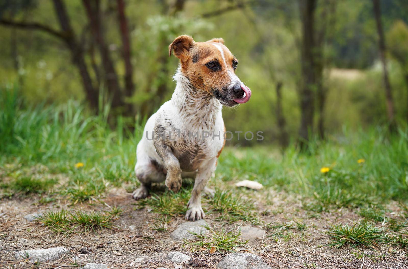 Small Jack Russell terrier sitting on ground, her fur very dirty, licking nose with tongue, grass and trees background.