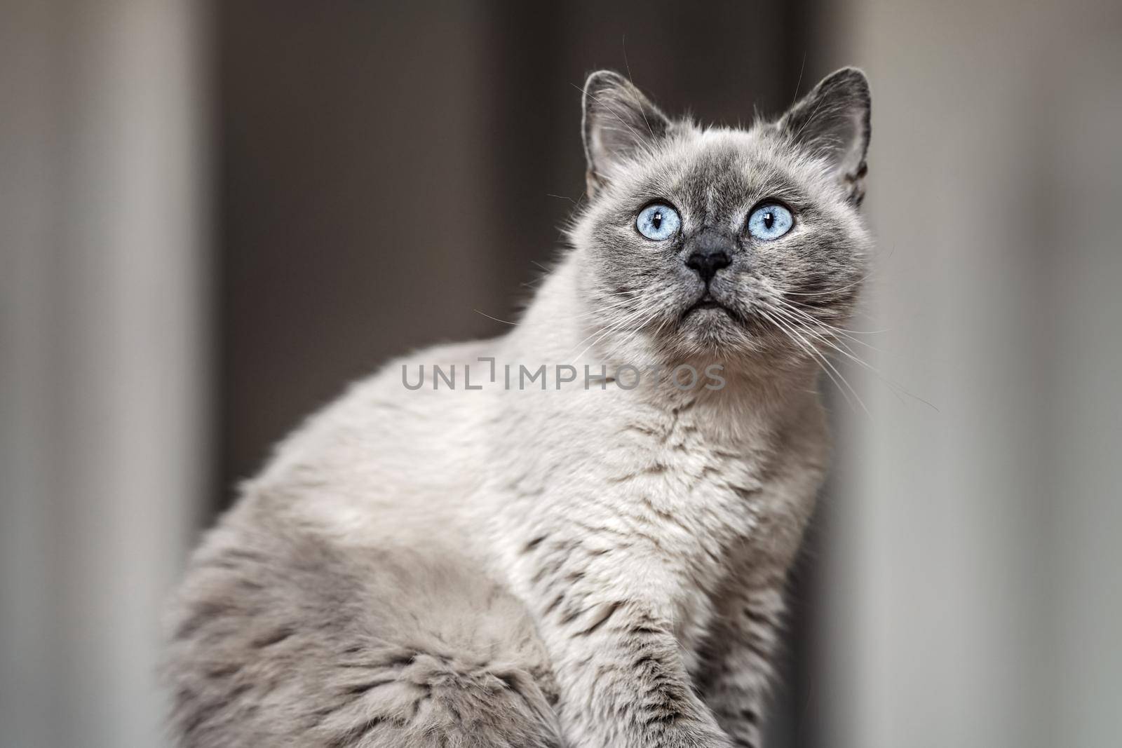 Older gray cat with piercing blue eyes, sitting, shallow depth of field photo.