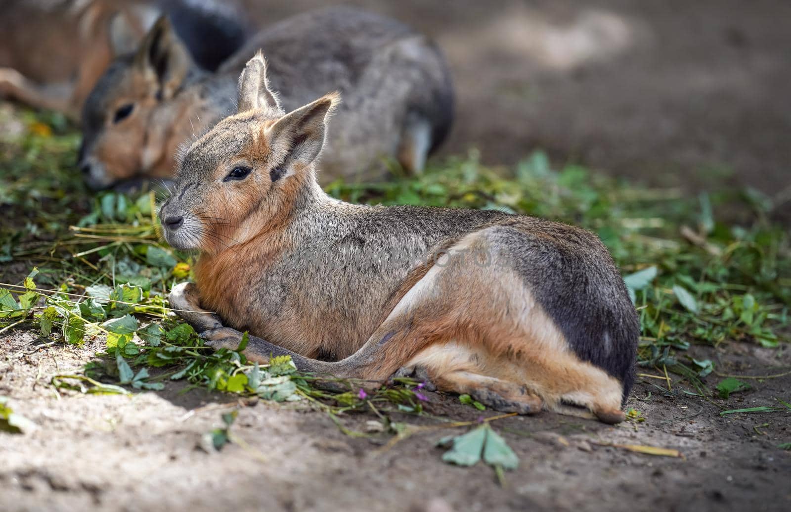 Patagonian Mara Dolichotis patagonum resting on ground in zoo, another animal blurred background, some green leaves food near.