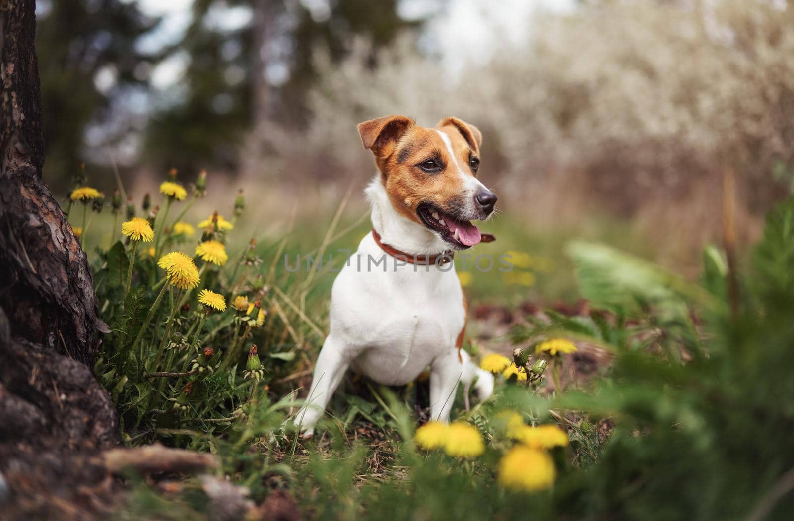 Small Jack Russell terrier sitting on meadow in spring, yellow dandelion flowers near by Ivanko