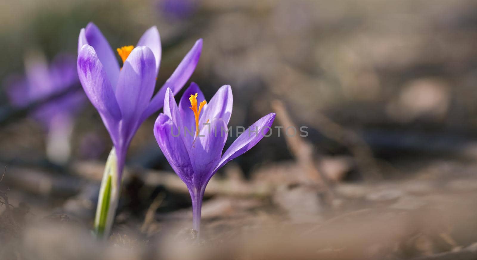 Wild purple and yellow iris Crocus heuffelianus discolor flower growing in shade, dry grass and leaves around.