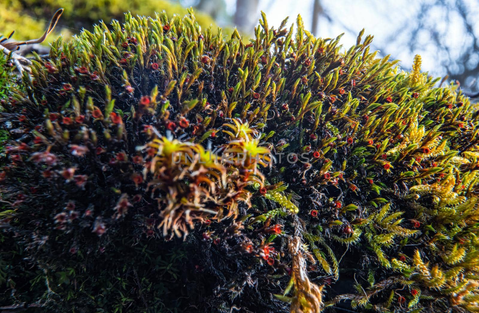 Fine green red moss growing in forest, closeup macro detail, abstract natural background by Ivanko