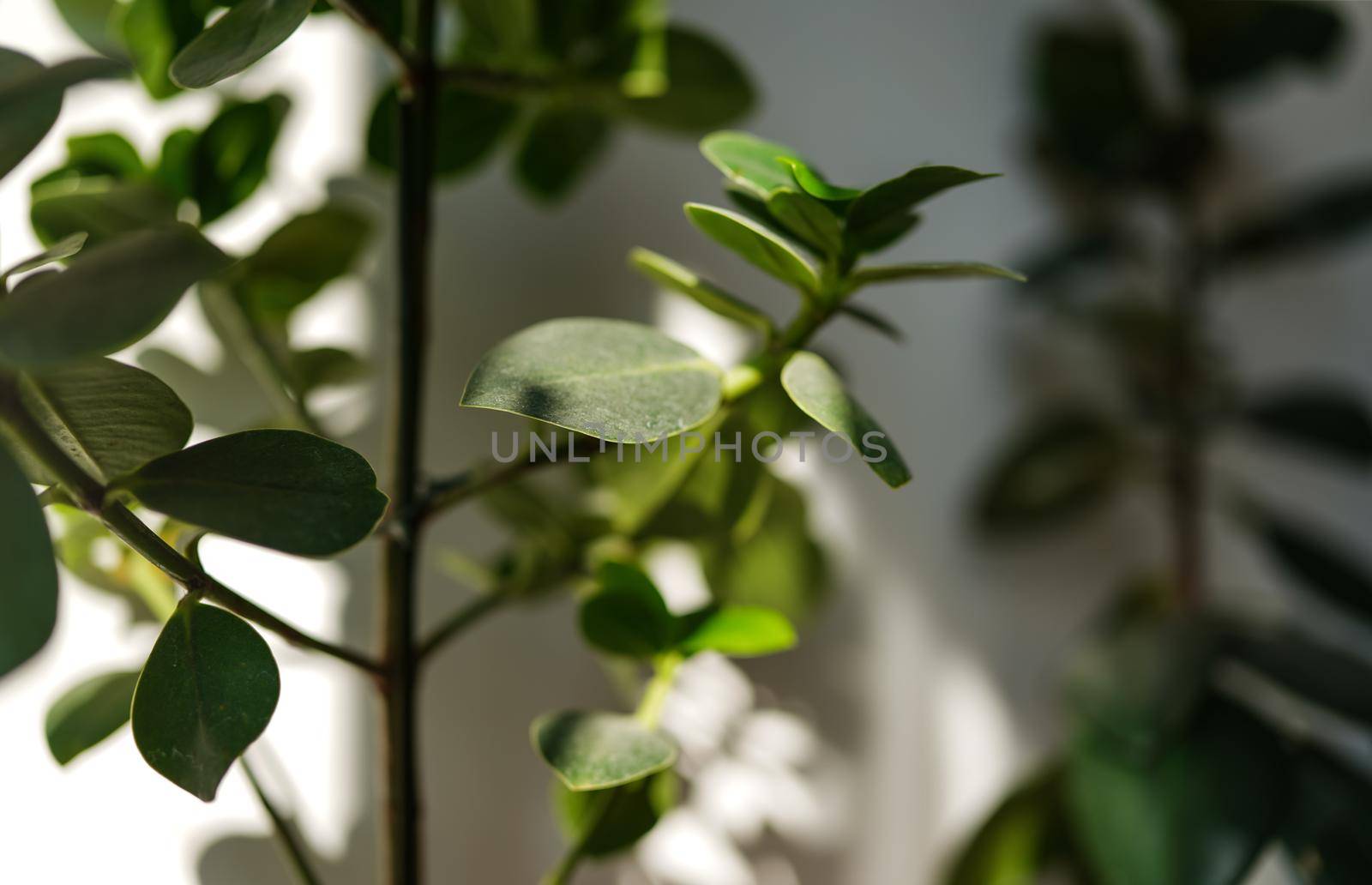 Sun shines on room plants from side, casting shadows - shallow depth of field photo, only few leaves in focus.