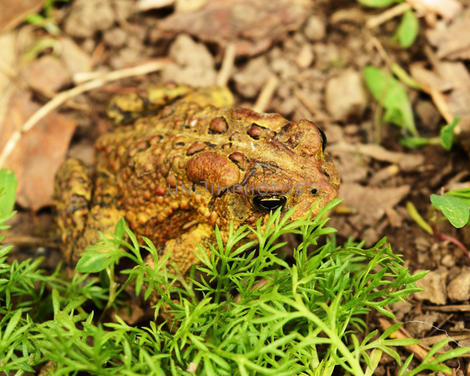 Closeup image of an American Toad on the dirty ground during the daytime hours.