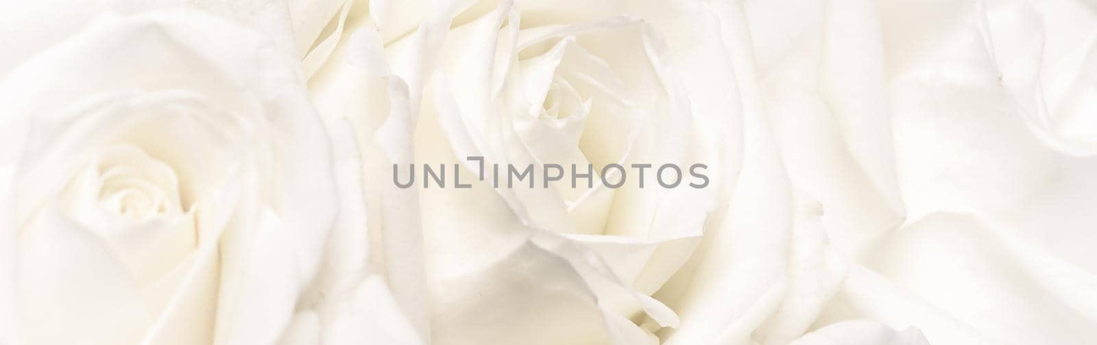 Soft focus, abstract floral background, white rose flower. Macro flowers backdrop for holiday brand design by Olayola