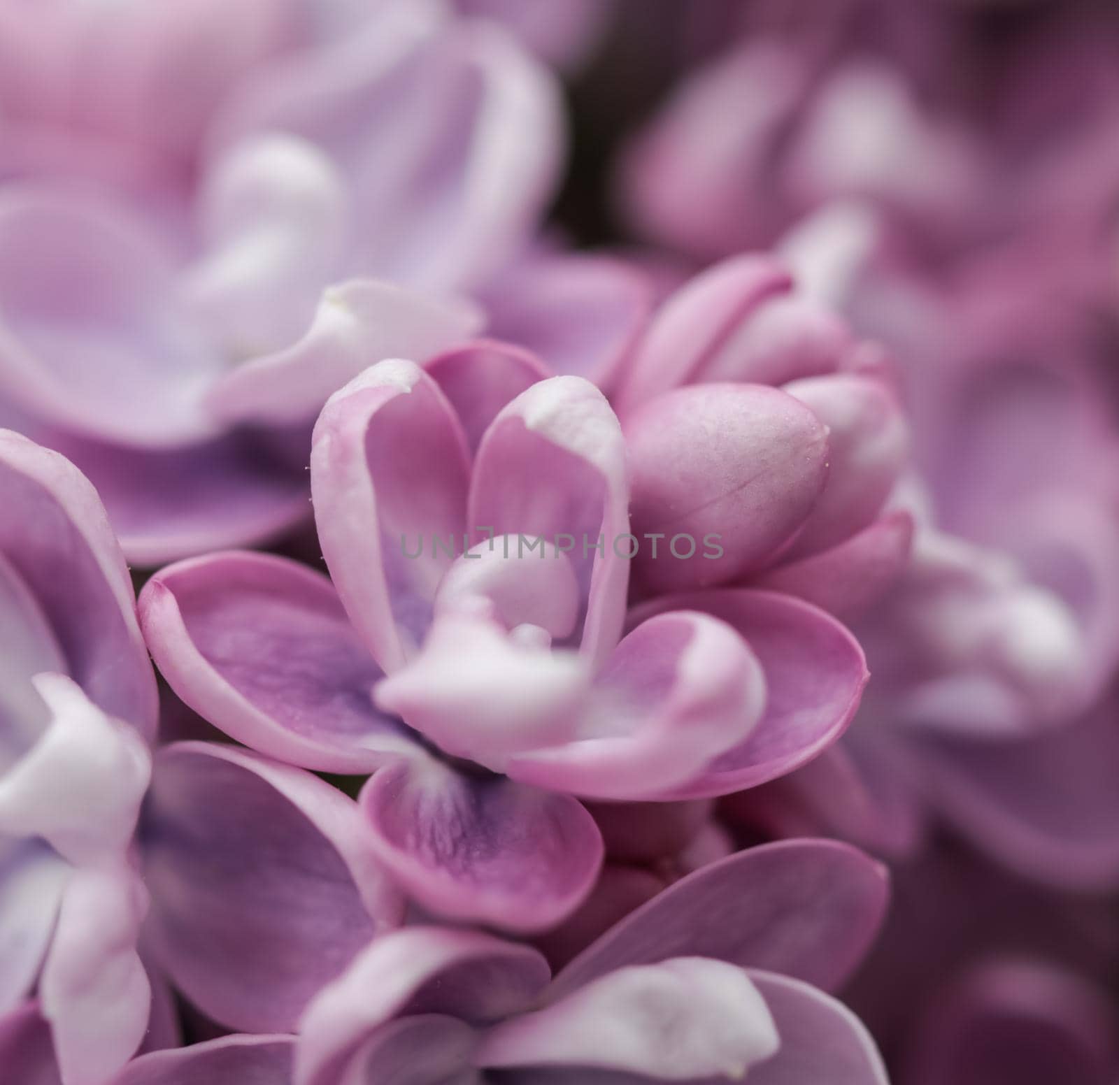 Blooming branch of purple terry Lilac in the spring garden
