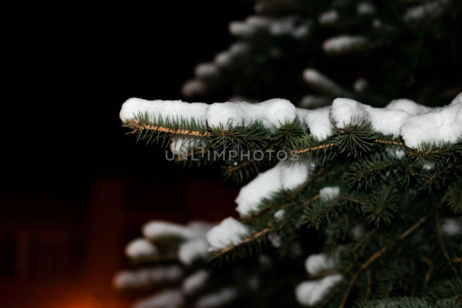 Branch spruce with snow in the night with copy space