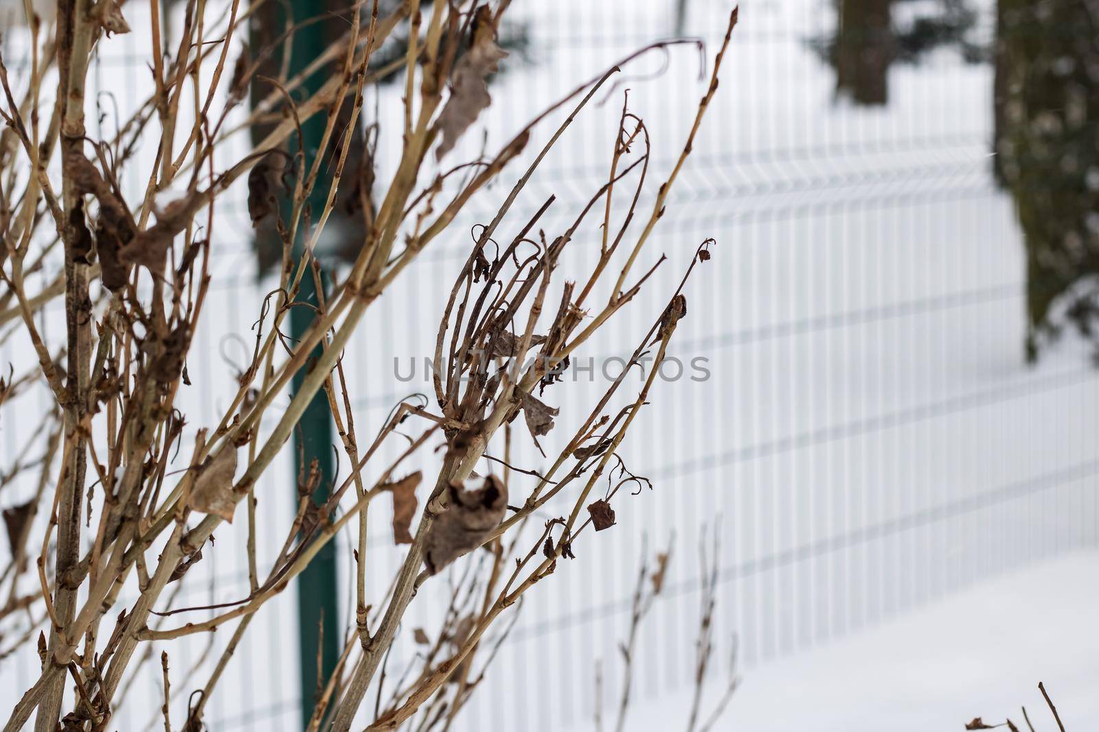 The branches of the bush on the background of snow, copy space