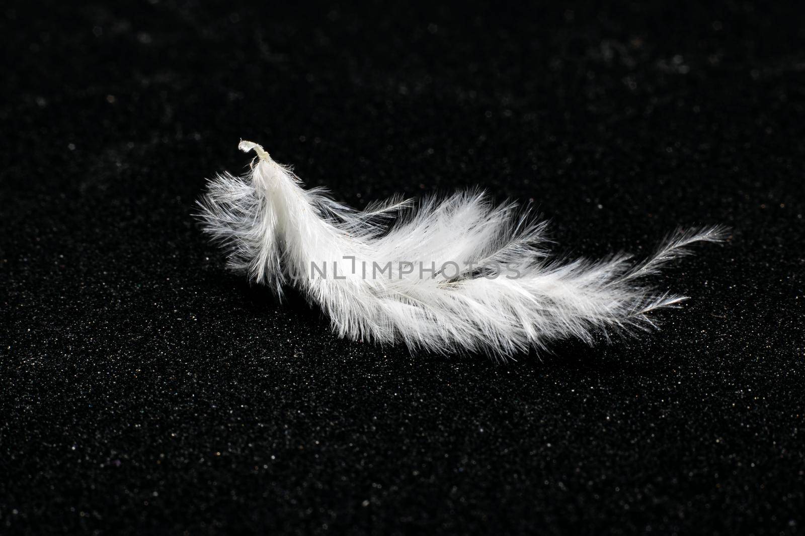The Small white feather on a black background, macro photo