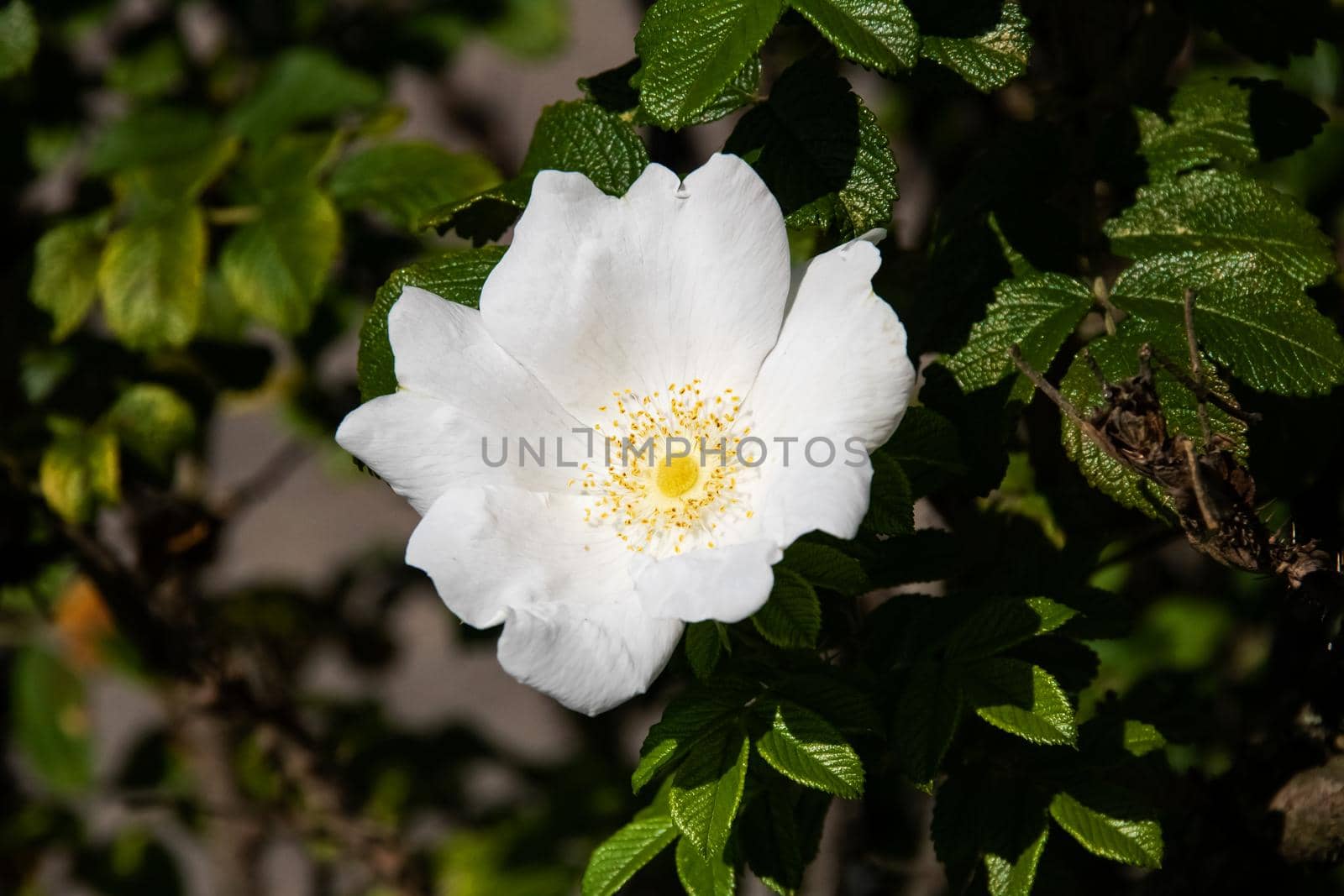 White rosehip flower among green leaves close up, horizontal photo