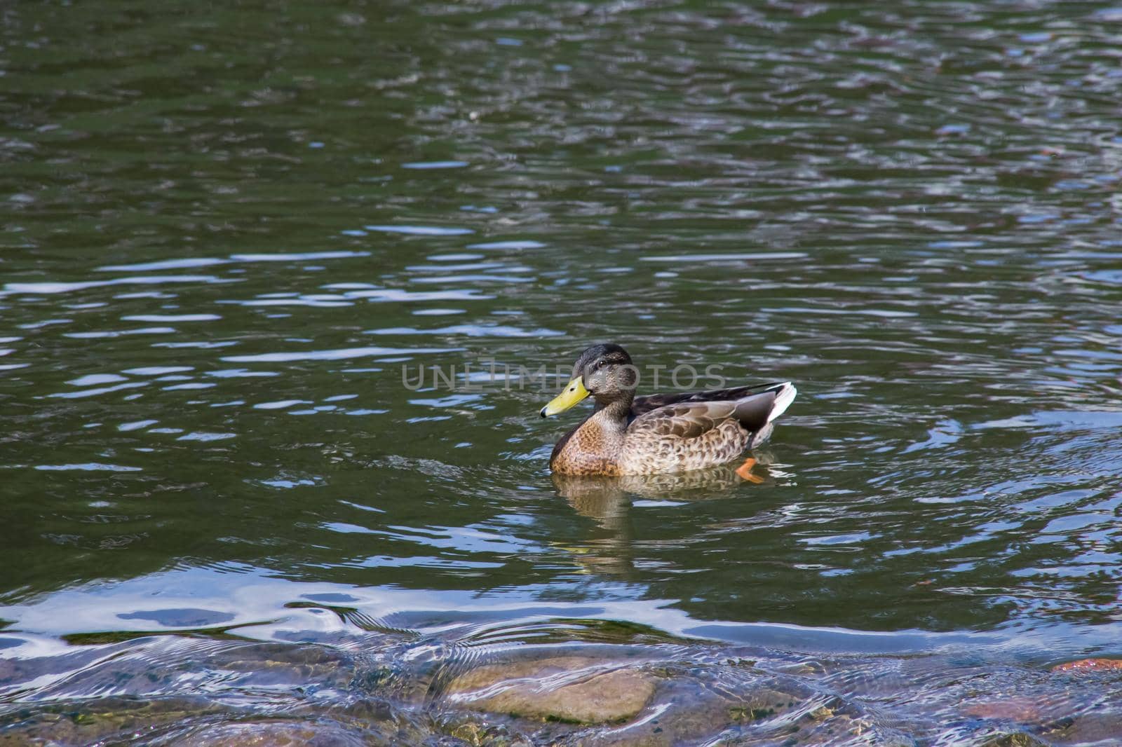 Duck swims in dirty green water on a river close up