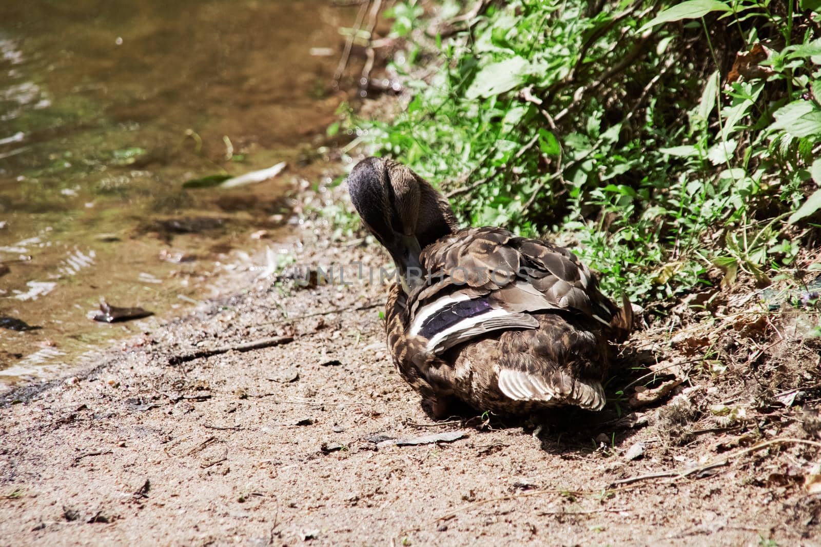 Duck cleans feathers sitting on the shore of a pond close up