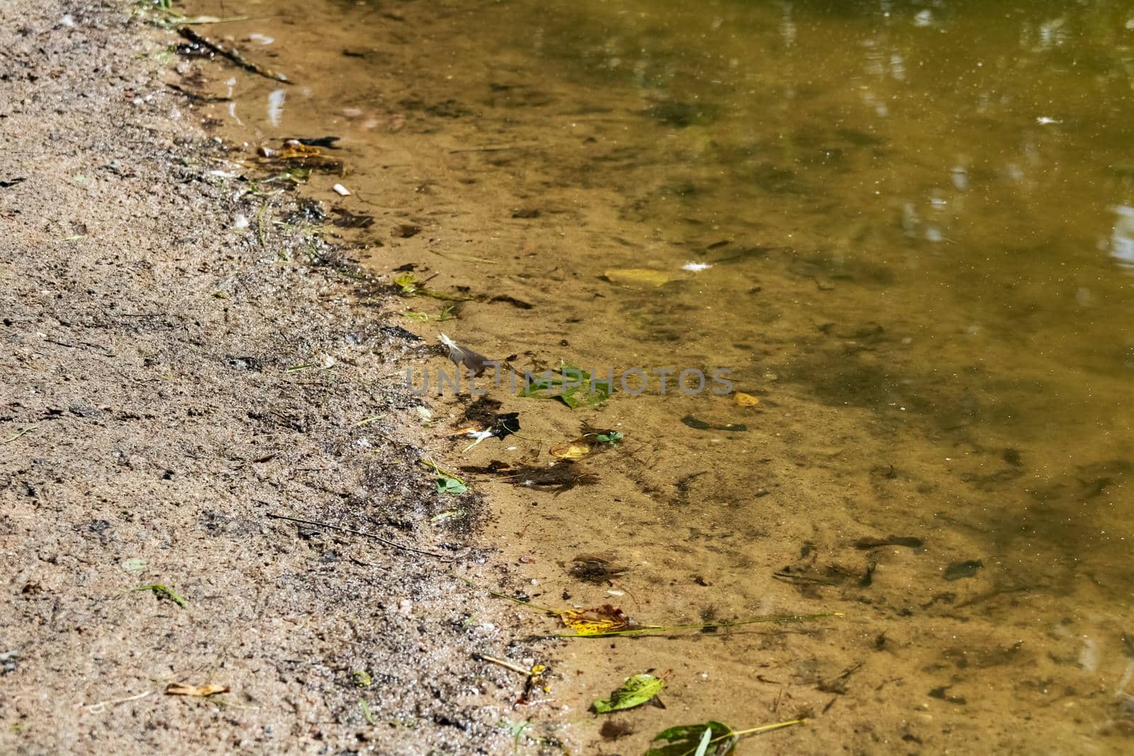 Sandy bank of the river and dirty green water close up