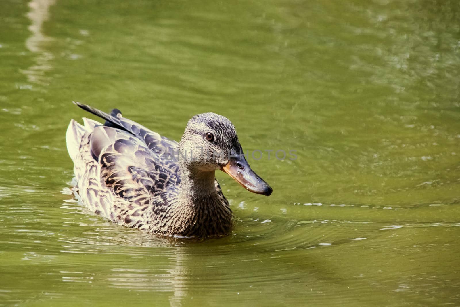Duck swims in dirty green water on a river close up
