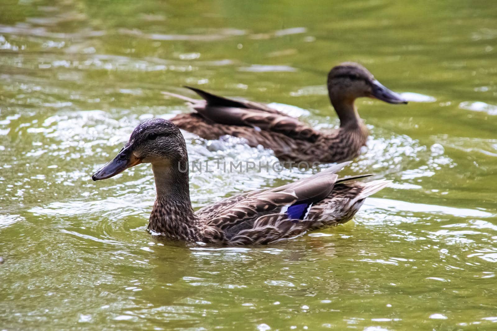 Two ducks swims in dirty green water on a river close up