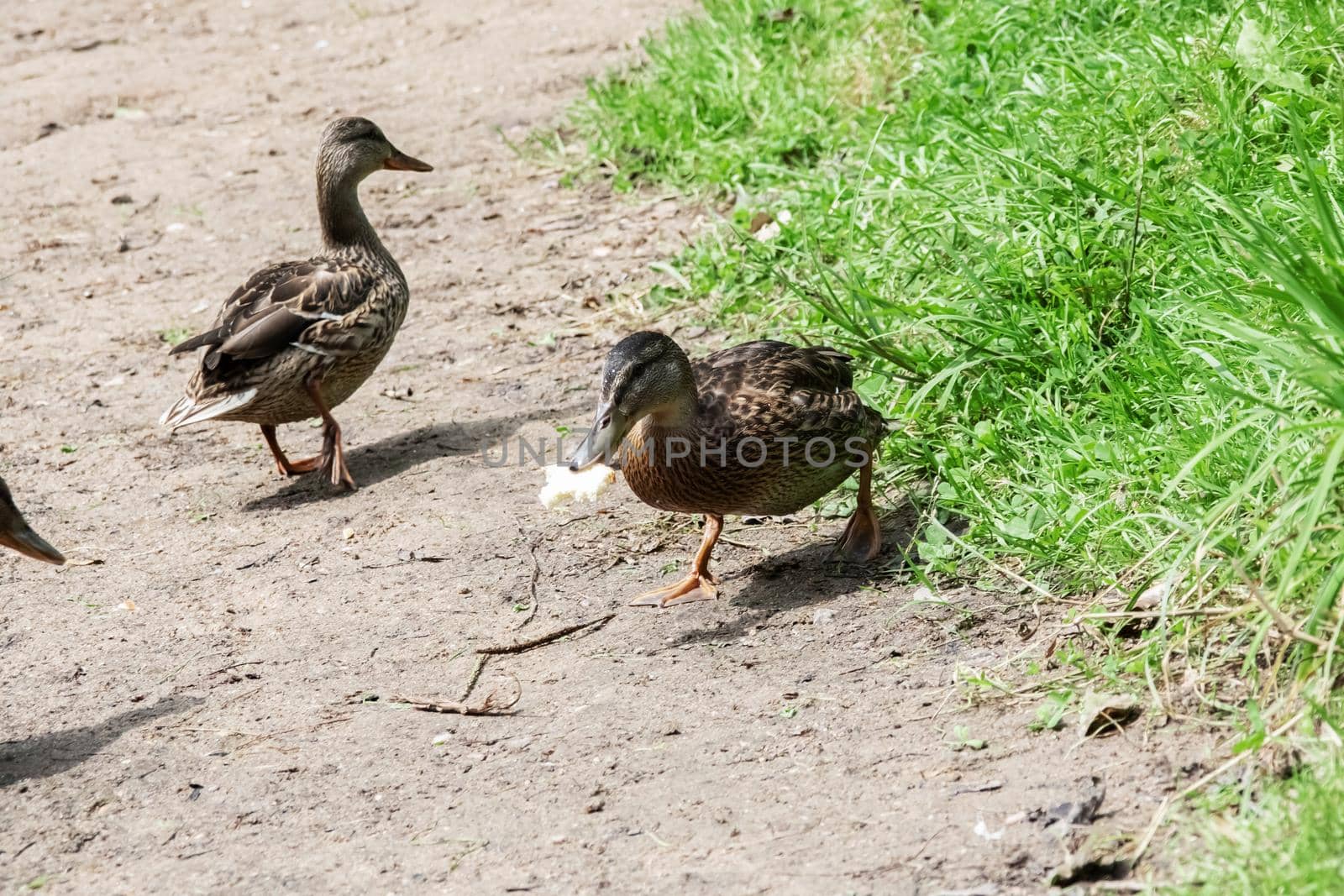 Duck on the sandy river bank close up in summer