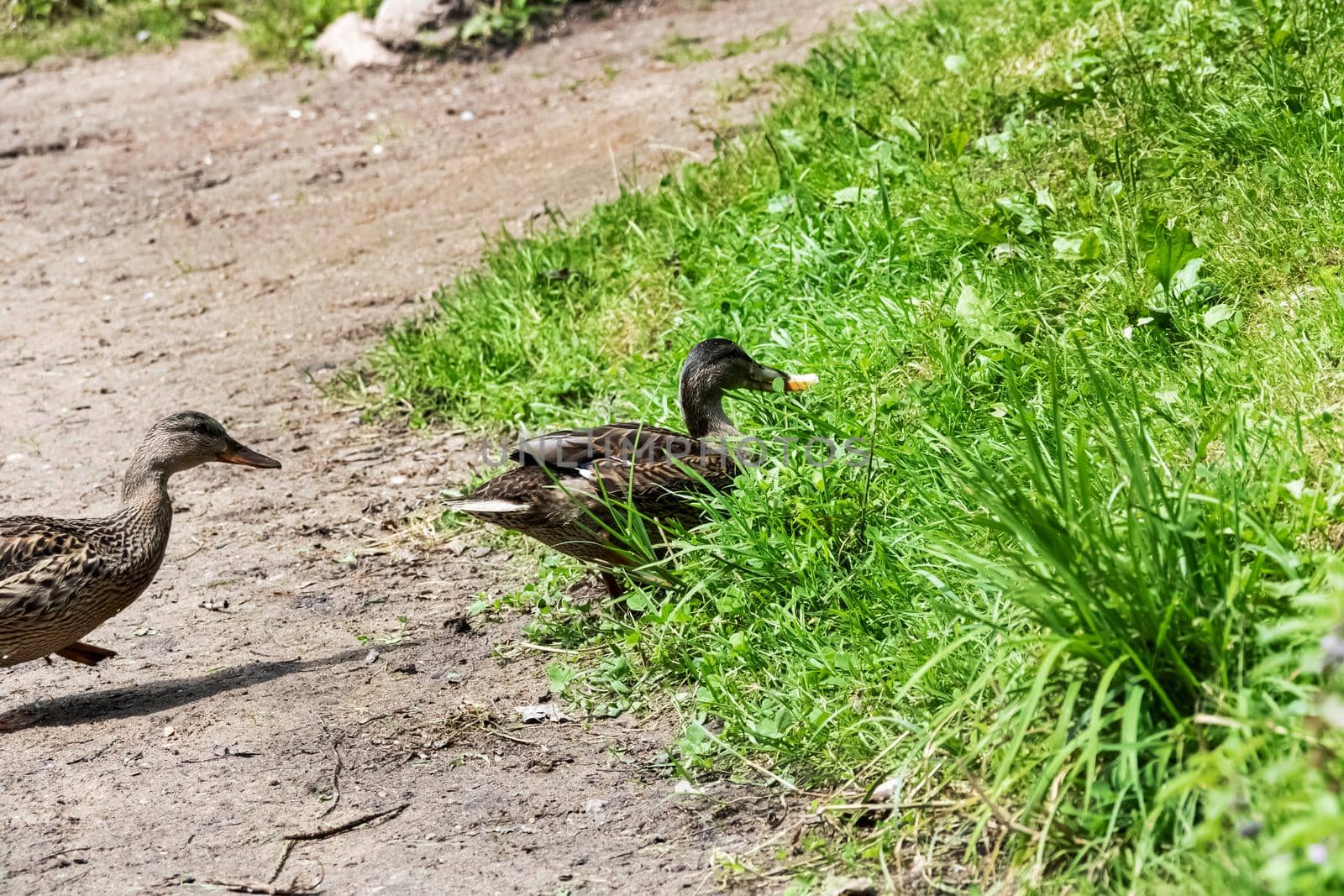 Duck on the sandy river bank close up in summer