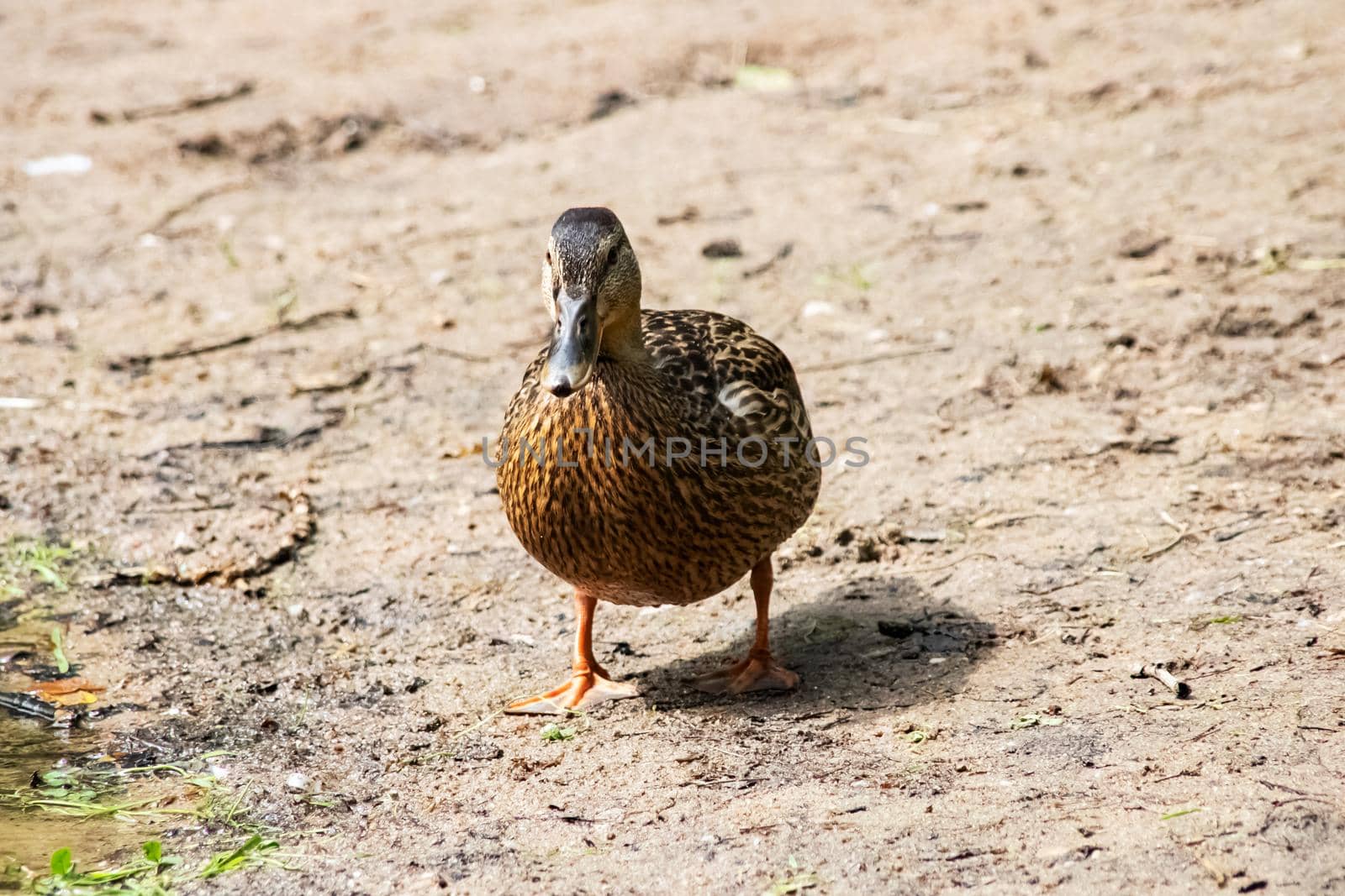 Duck on the sandy river bank close up in summer