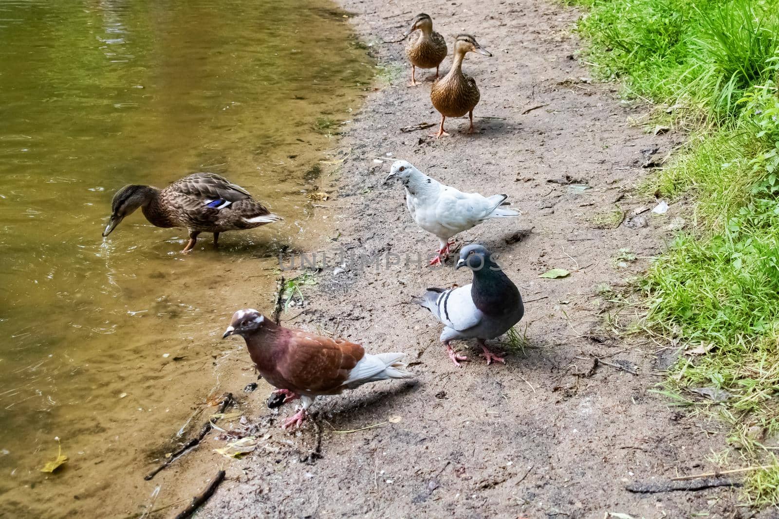 Red pigeon and ducks on the sand by the river close up