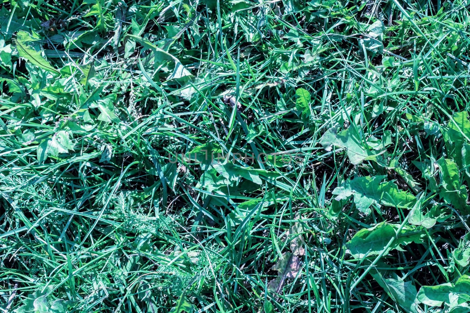 Green grass close up, background for text or texture