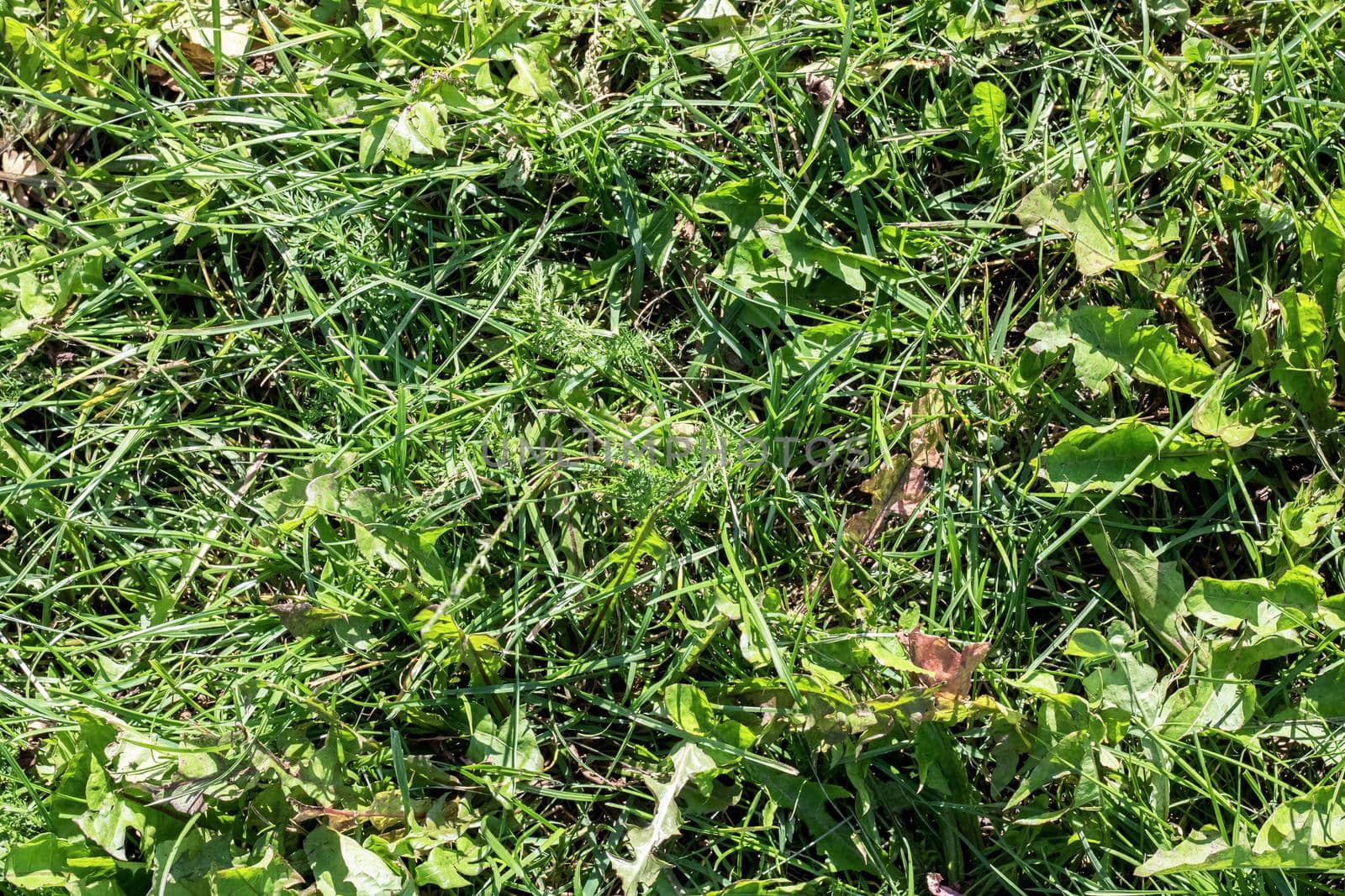 Green grass close up, background for text or texture