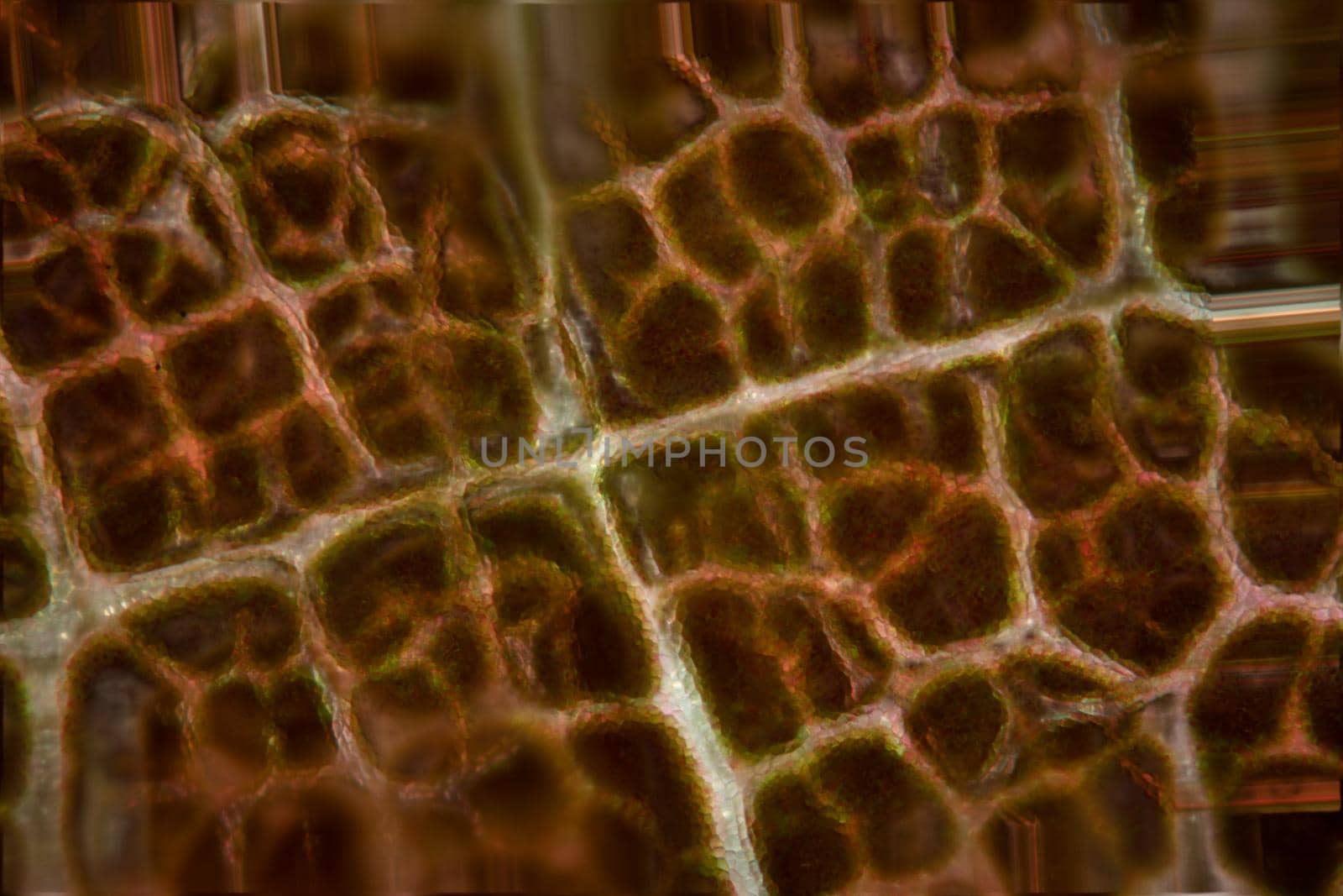 Leaf of a deciduous tree with leaf veins under a microscope 100x