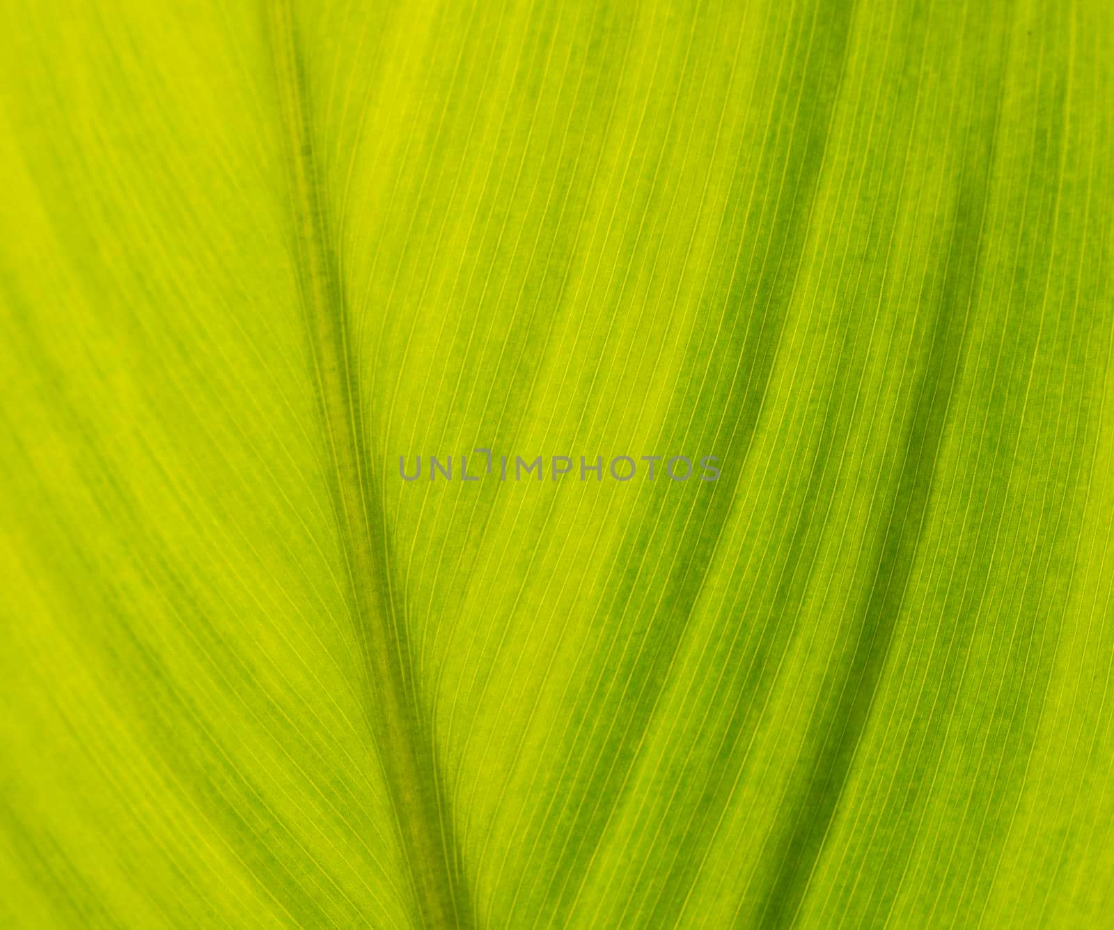 Abstract macro closeup of green leaf in garden showing veins creating wallpaper background