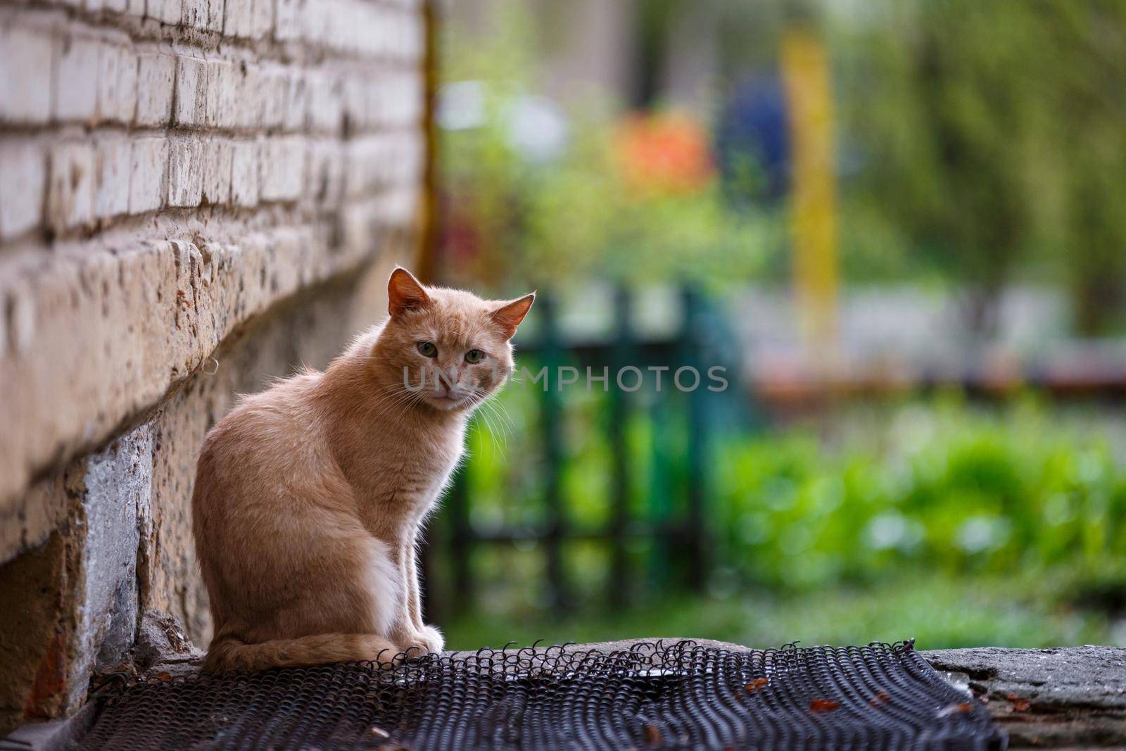 homeless ginger cat sitting on street and looking at camera at daylight, close-up with selective focus