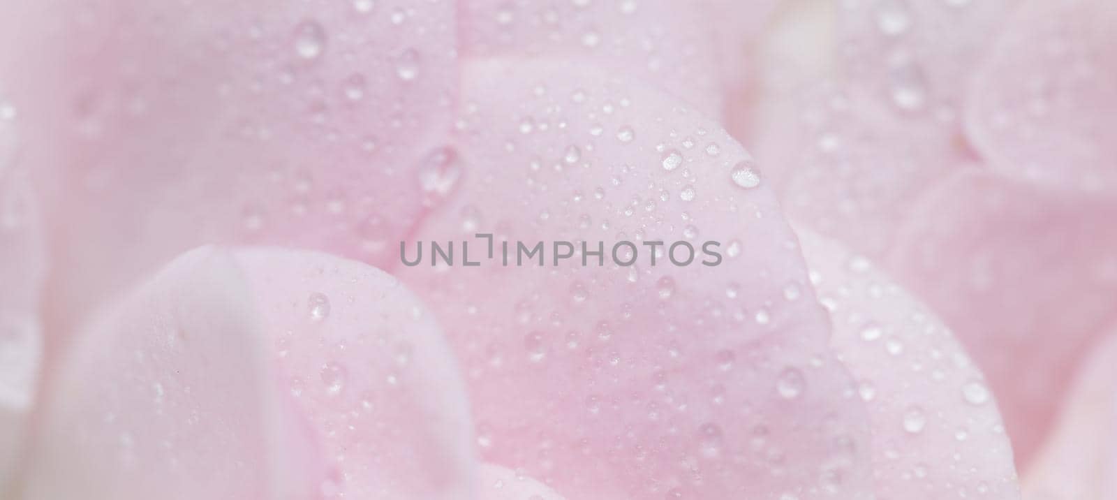 Botanical concept, wedding invitation card - Soft focus, abstract floral background, pink rose flower petals with water drops. Macro flowers backdrop for holiday brand design