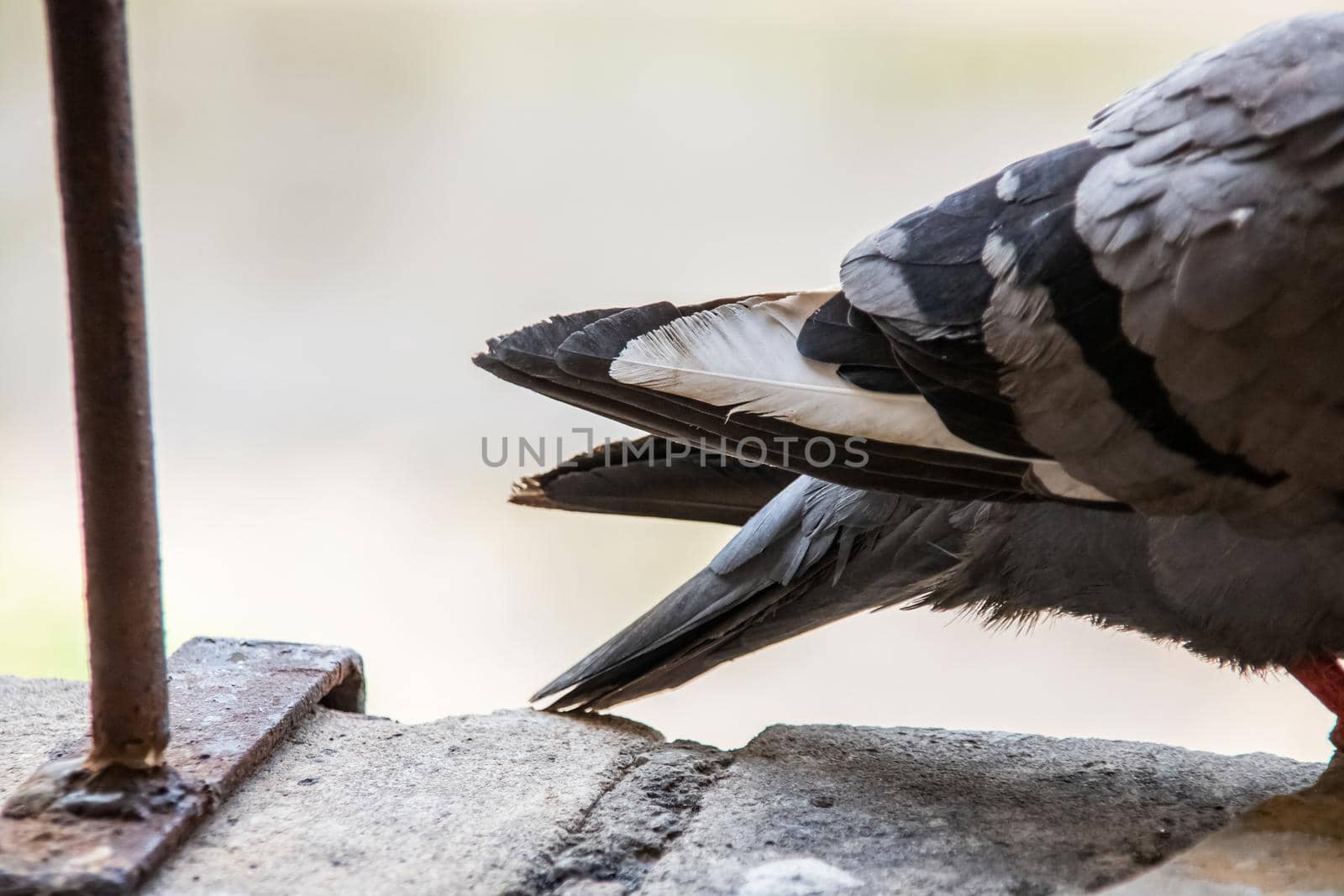 Tail of a gray pigeon on a stone close up, macro photo