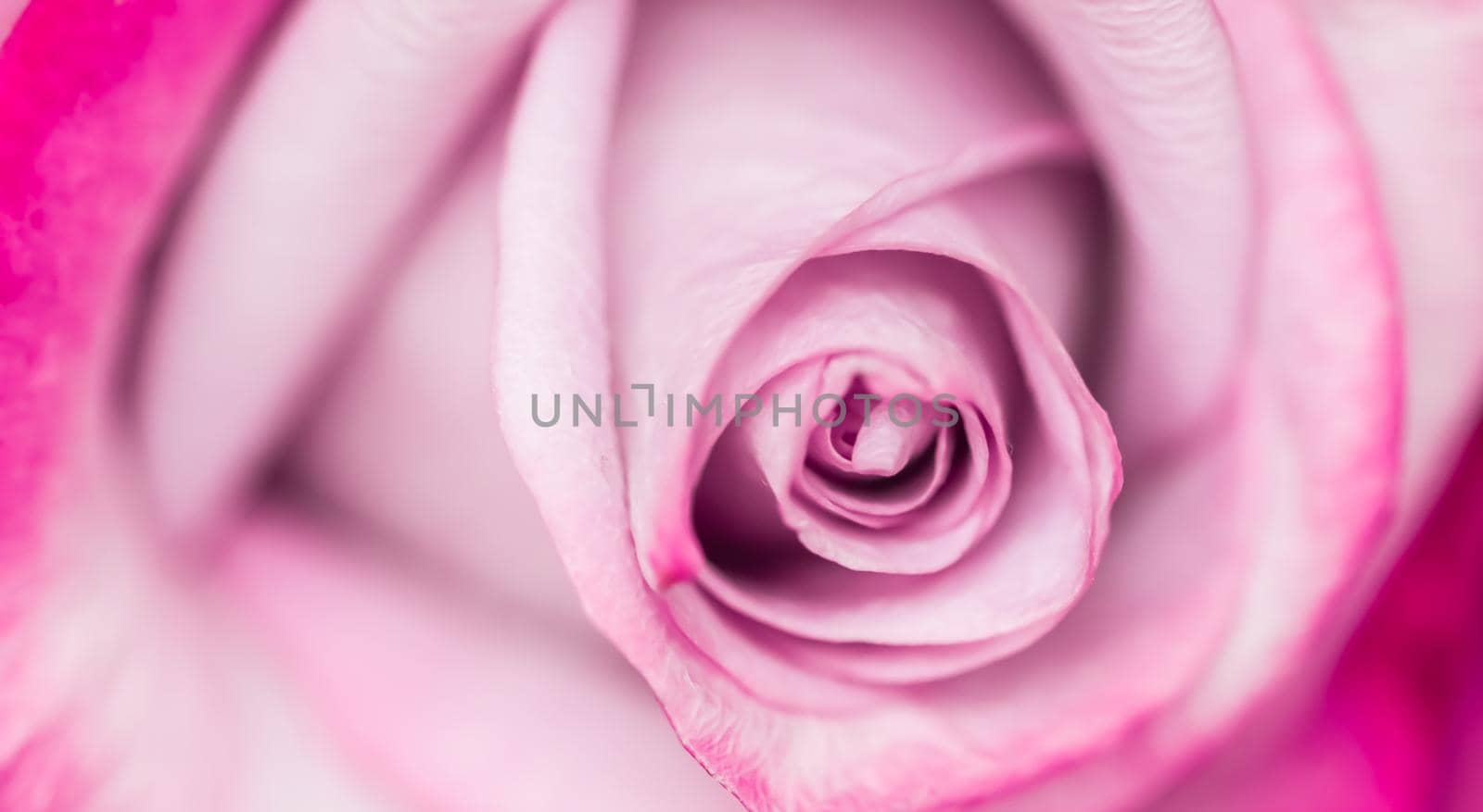 Soft focus, abstract floral background, purple rose flower. Macro flowers backdrop for holiday brand design by Olayola