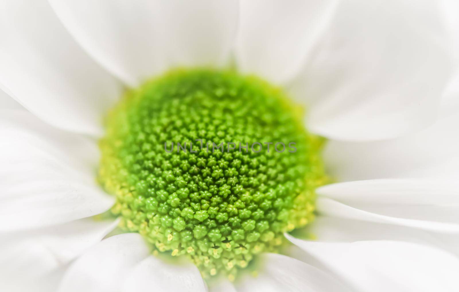 Abstract floral background, white chrysanthemum flower petals. Macro flowers backdrop for holiday brand design by Olayola