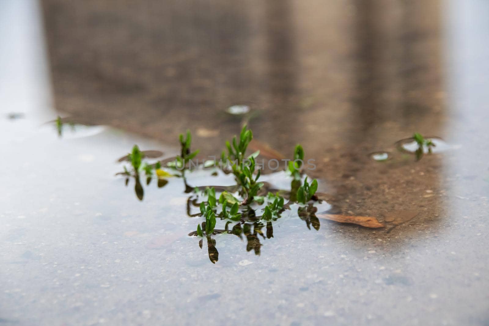 Green sprouts grow from water close up with copy space