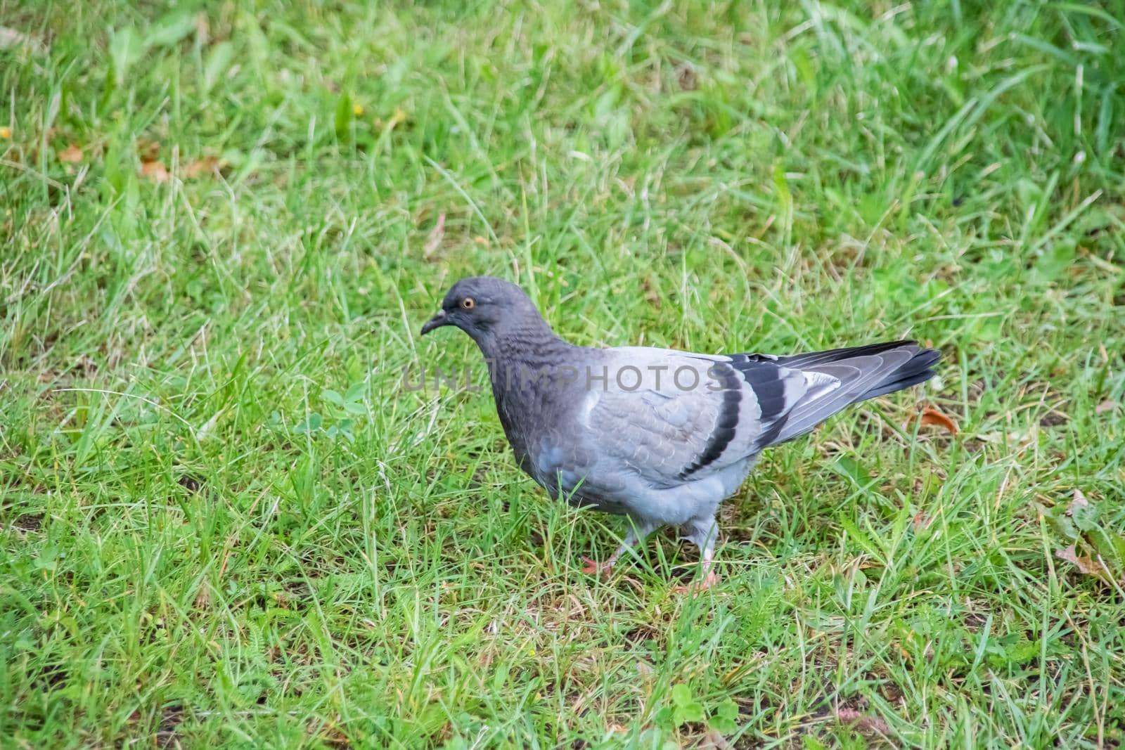 Dove walking on green grass close up with copy space