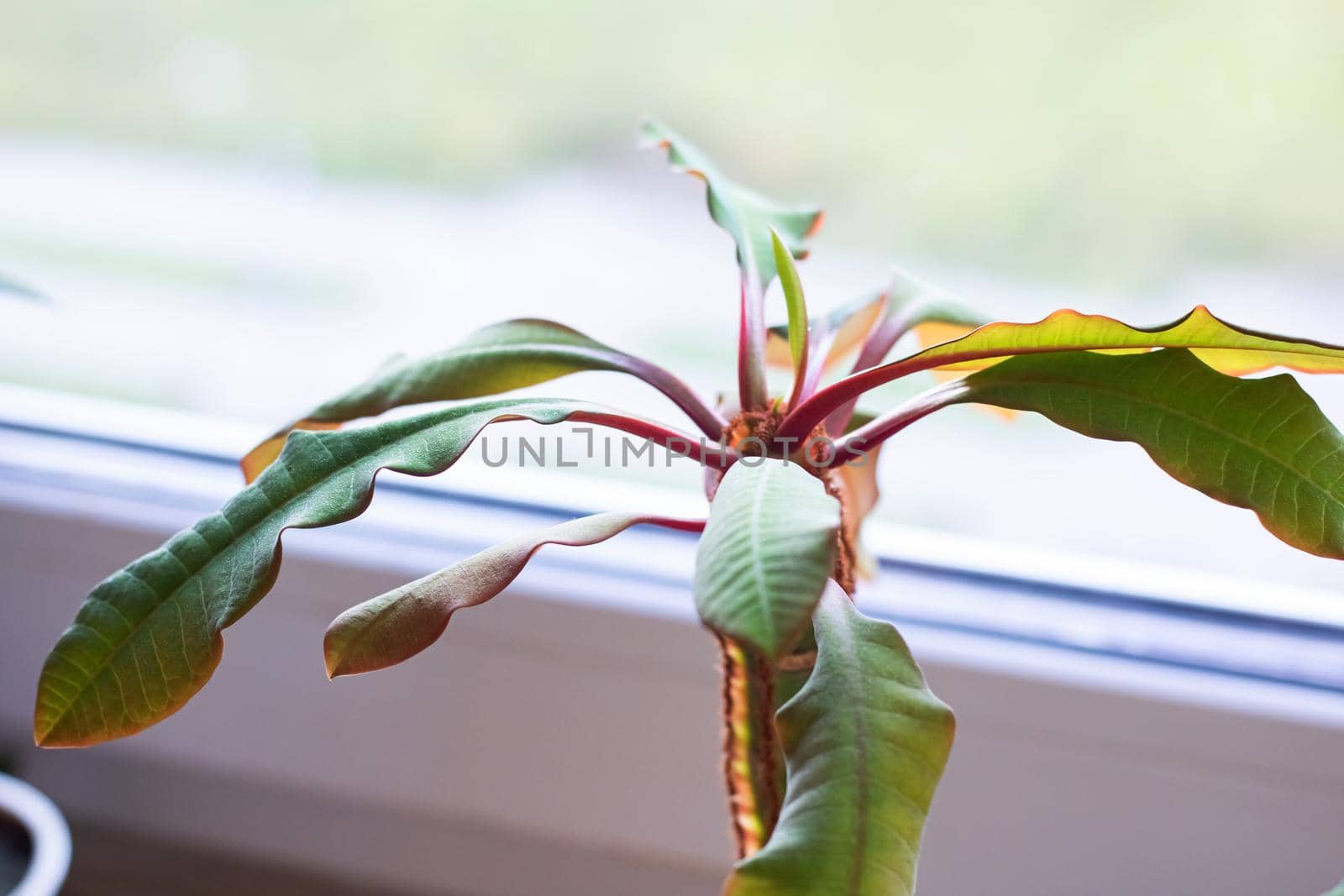 Home plant on the windowsill, green leaves on the red stem close up