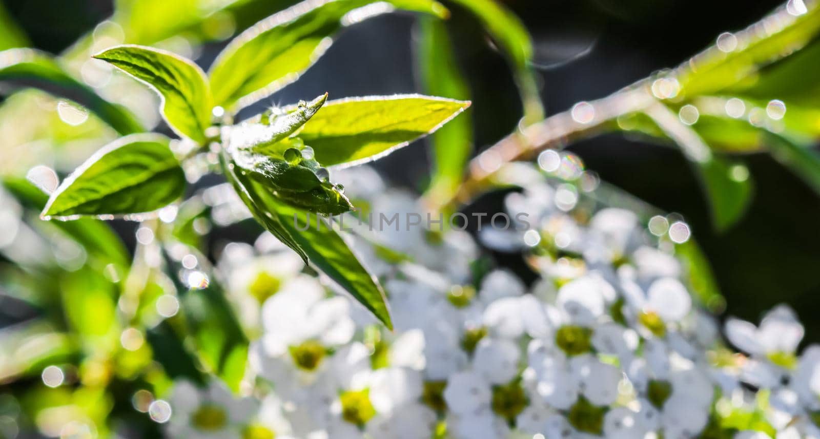 White flowers Thunberg Spirea, Spiraea Thunbergii, and green leaves with drops of rain. Bokeh with sunlight reflection