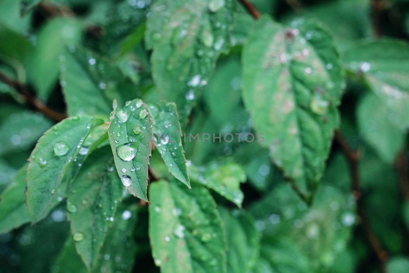 Water drops on a green leaf of a plant close up
