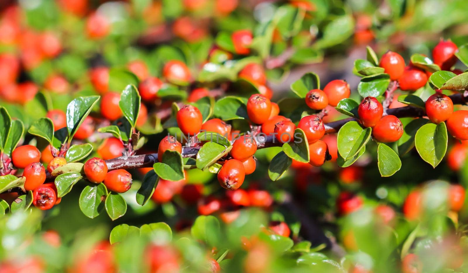 Many red fruits on the branches of a cotoneaster horizontalis bush in the garden in autumn. Natural background