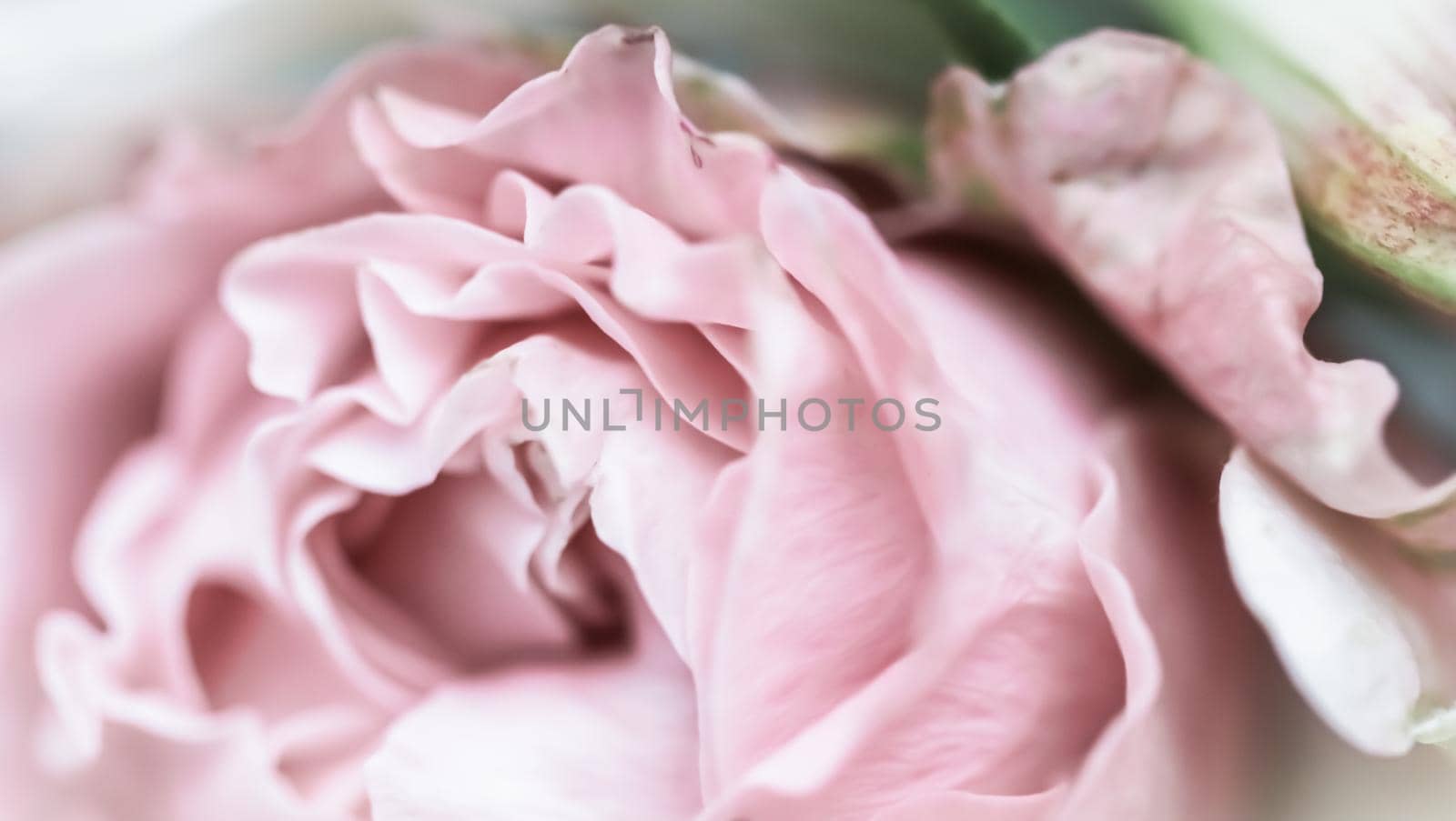 Soft focus, abstract floral background, pink rose flower. Macro flowers backdrop for holiday brand design by Olayola