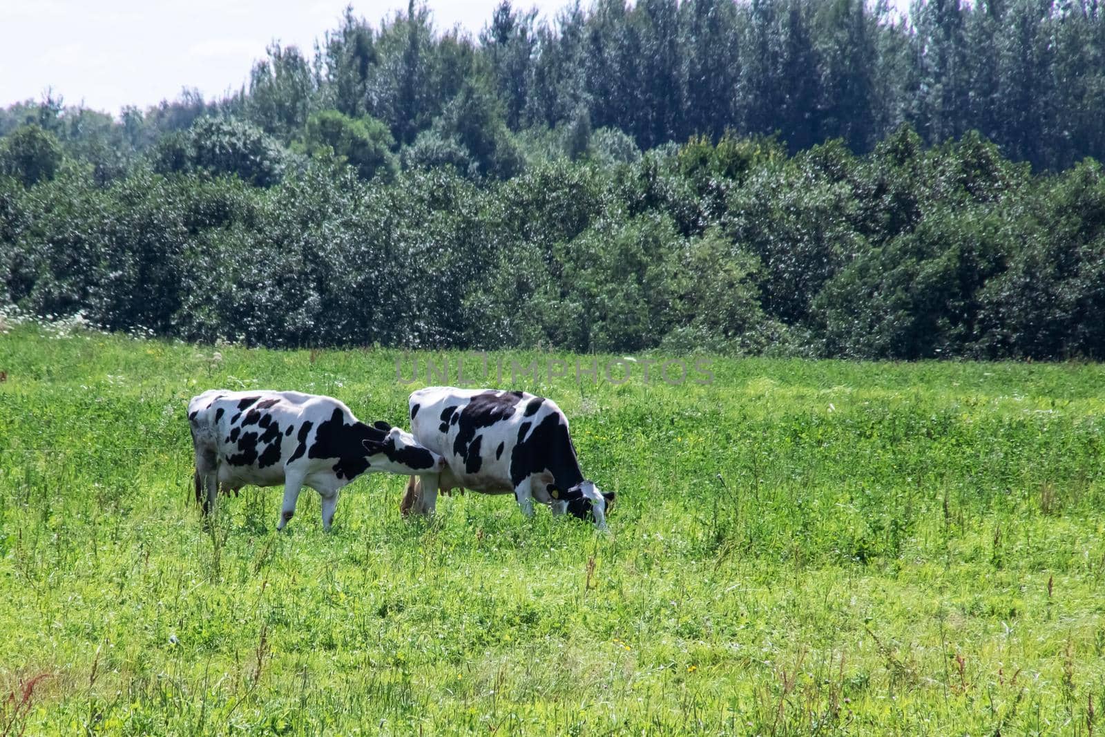 Two cows graze in a green meadow by Vera1703