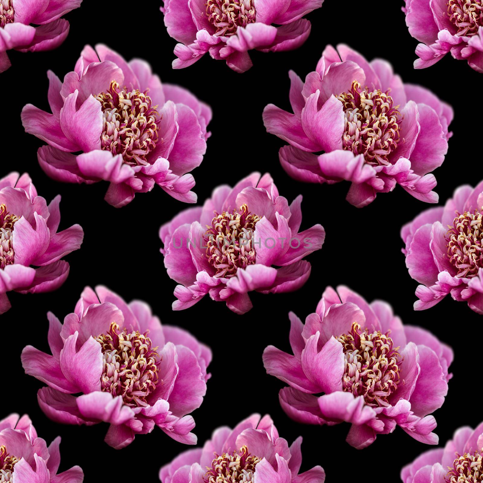 Floral background. Seamless pattern with peony flower isolated on black background